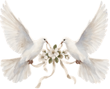 Burung Merpati